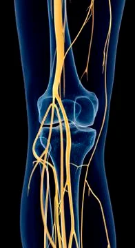 Human knee nerves Stock Illustration