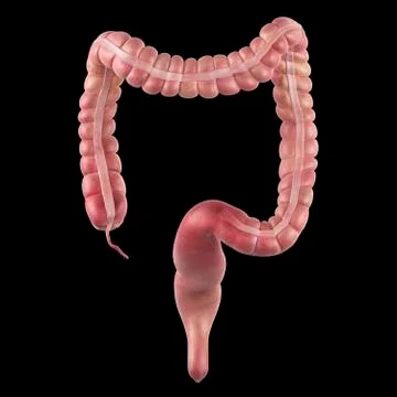 Human large intestine Stock Illustration