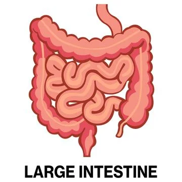 Human large intestine vector icon Stock Illustration