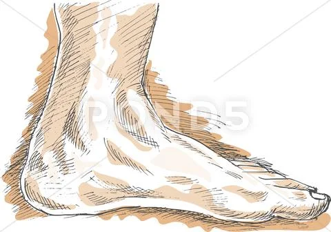 Human left foot viewed from side Stock Illustration