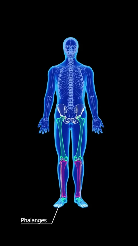 Human Leg Bone Anatomy and Lower Limb Skeletal Structure Illustration Stock Footage 341090429