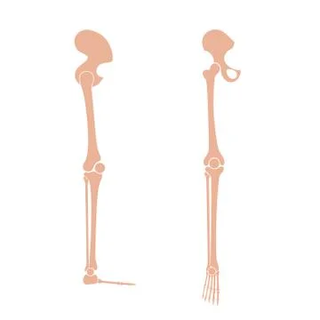 Human leg bones anatomy. Stock Illustration