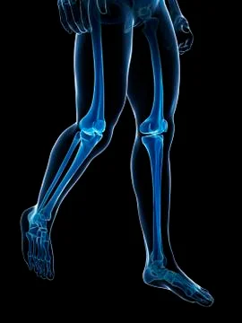 Human leg bones, illustration Stock Illustration