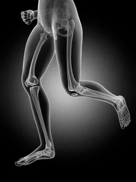 Human leg bones, illustration Stock Illustration