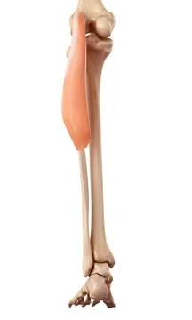 Human leg muscles Stock Illustration