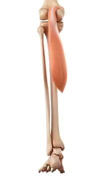 Human leg muscles Stock Illustration