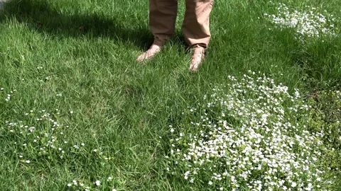 Human legs in beige pants walking barefoot on green grass among white flowers Stock Footage 194487866