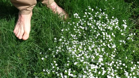 Human legs in beige pants walking barefoot on green grass among white flowers Stock Footage 194487898