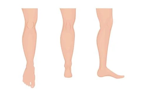 Human legs showing front, back and side views Stock Illustration