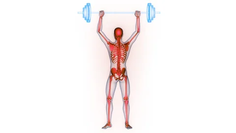Human Lifting Heavy Barbell with Weights Anatomy Animation Concept Stock Footage 331861021