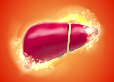 Human liver. 3d vector. health and medicine. Stock Illustration