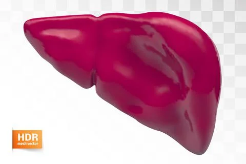 Human liver. 3d vector. health and medicine..organ seal Stock Illustration