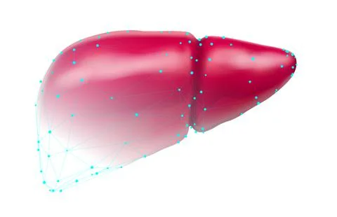 Human liver. 3d vector. health and medicine..organ seal Stock Illustration