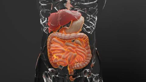 Human liver anatomy,  digestive system organs, intestin, stomach Stockillustratie