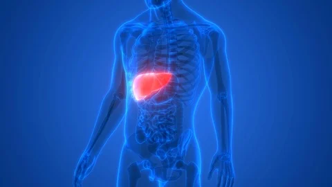 Human Liver Anatomy Stock Footage 101508305