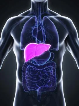 Human Liver Anatomy Stock Illustration