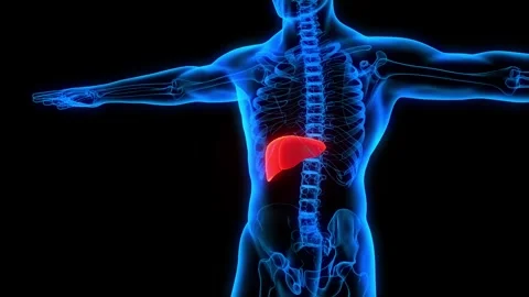 Human Liver Anatomy Loop and Internal Organ Digestive System Science Stock Footage 335556988