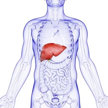 Human liver and gall bladder, artwork Stock Illustration
