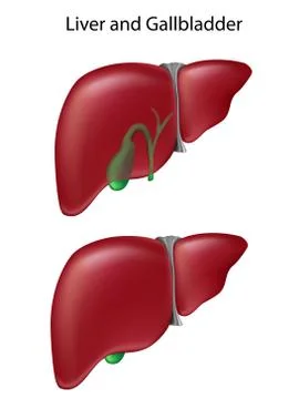 Human liver and gallbladder Illustrazione stock
