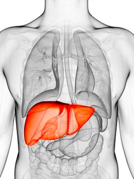 Human liver, artwork Stock Illustration