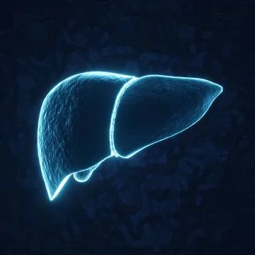Human liver on blue background. X-ray hologram Stock Illustration
