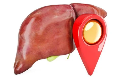 Human liver with gallbladder with map pointer, 3D rendering Human liver wi... 库存照片