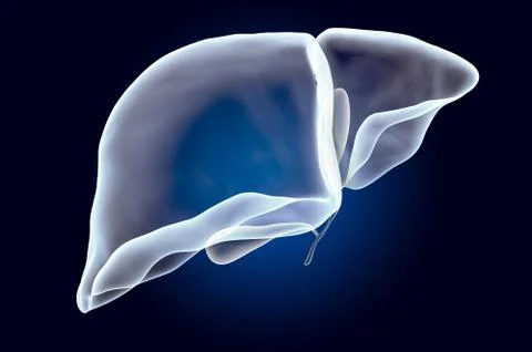 Human liver with gallbladder, x-ray hologram. 3D rendering Stock Illustration