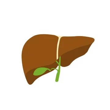 Human liver icon. Gallbladder. Vector illustration of human internal organ Stock Illustration