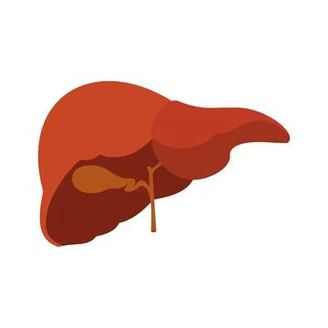 Human liver icon Illustrazione stock