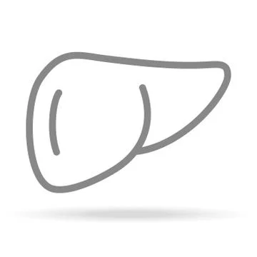 Human Liver Icon In Trendy Thin Line Style Isolated On White Background. Medical Stock Illustration