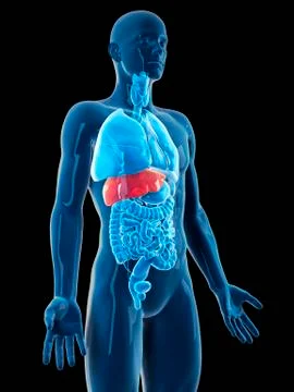 Human liver Stock Illustration