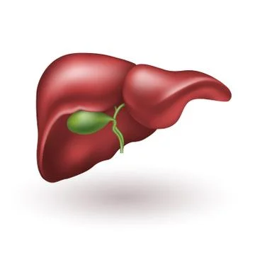 Human liver Иллюстрация