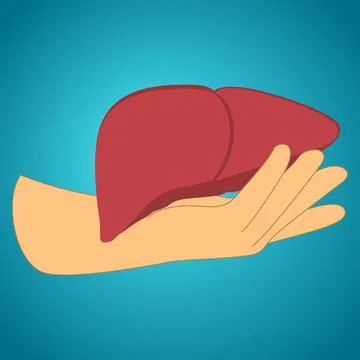 Human liver Stock Illustration