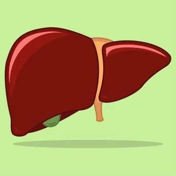 Human liver illustration Stock Illustration