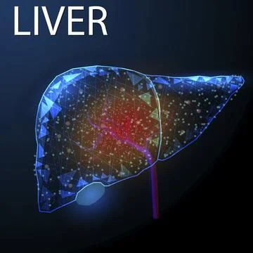 Human liver inflammation, Wireframe low poly style, Concept for medical, phar Stock Illustration