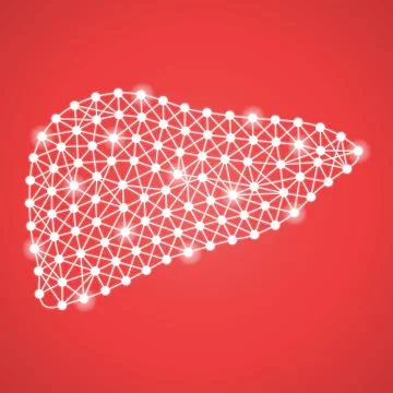 Human Liver Isolated On A Red Background. Vector Illustration. Stock Illustration
