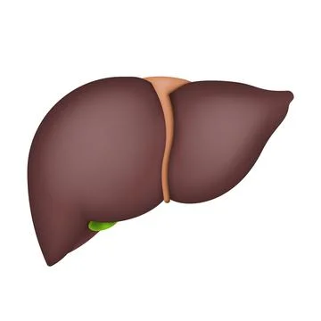 Human liver isolated on white background. Vector illustration. Illustrazione stock
