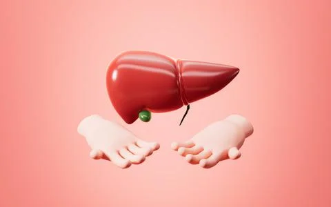 Human liver model, 3d rendering. 스톡 일러스트