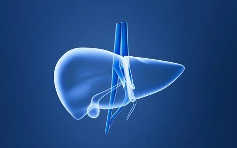 Human liver model, 3d rendering. 스톡 일러스트