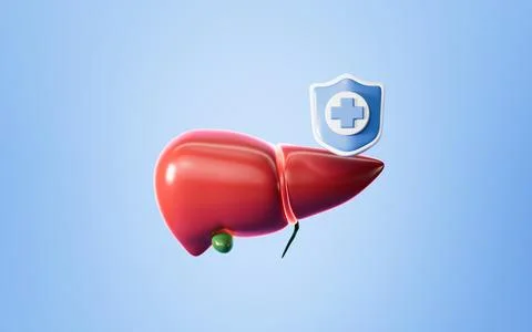 Human liver model, 3d rendering. 스톡 일러스트
