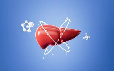 Human liver model, 3d rendering. 스톡 일러스트
