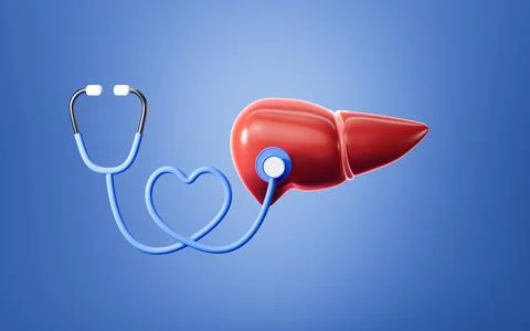 Human liver model, 3d rendering. 스톡 일러스트