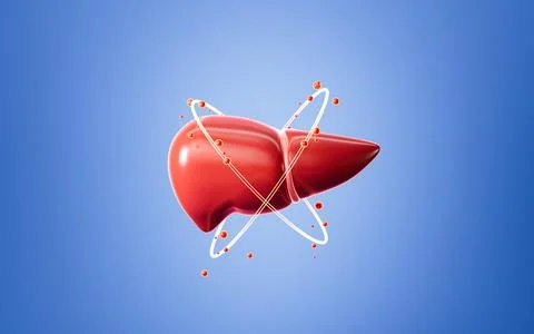 Human liver model, 3d rendering. 스톡 일러스트
