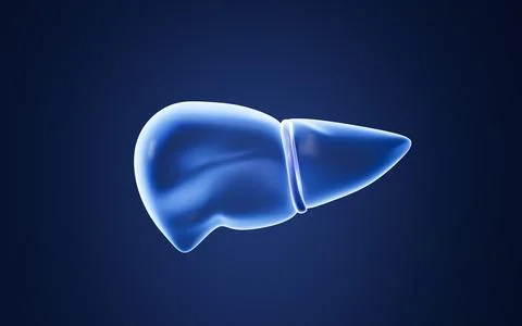 Human liver model, 3d rendering. 스톡 일러스트