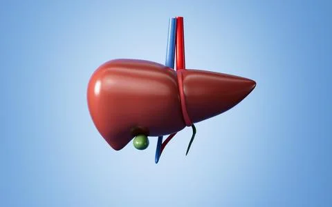 Human liver model, 3d rendering. 스톡 일러스트