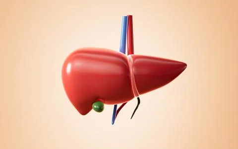 Human liver model, 3d rendering. 스톡 일러스트
