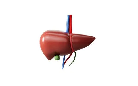 Human liver model, 3d rendering. 스톡 일러스트