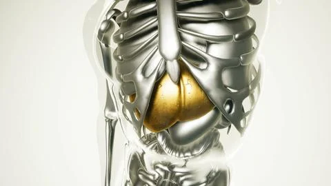 Human Liver Model with all Organs and Bones Stock Illustration
