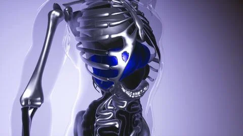 Human Liver Model with all Organs and Bones Stock Illustration