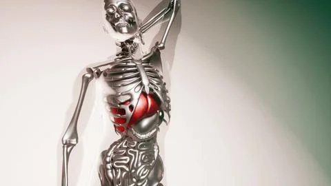 Human Liver Model with all Organs and Bones Stock Illustration